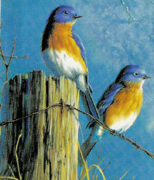 Eastern Blue Birds